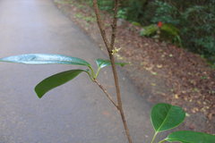 Embelia basaal